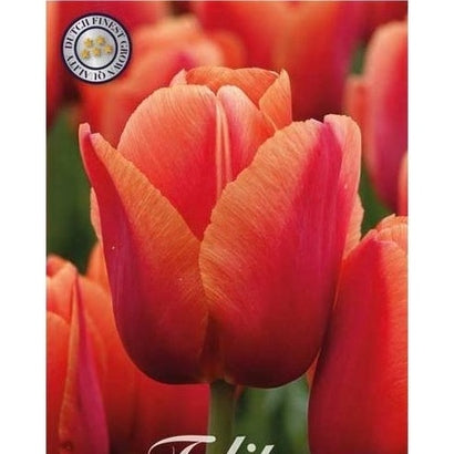 Tulpan Darwin Hybride Miss Brandy 7-pack (NYHET)